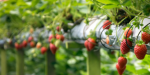 Horticulture Applications