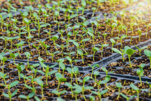 Seedling Nurseries