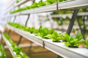 Hydroponic Growers