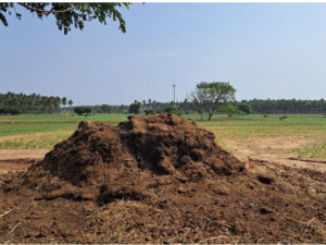 Cow Dund Manure