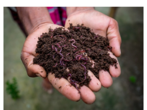 Organic Vermicompost