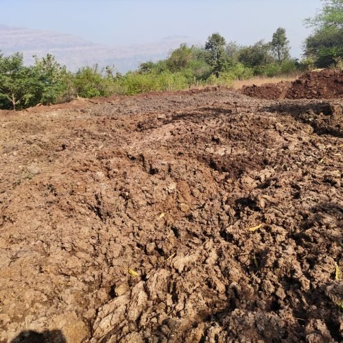 COW DUNG