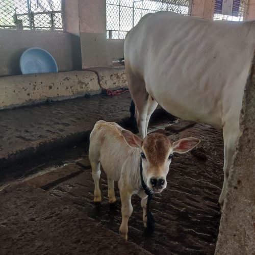 COW