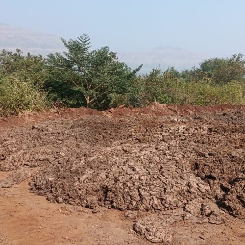 ROW COW DUNG